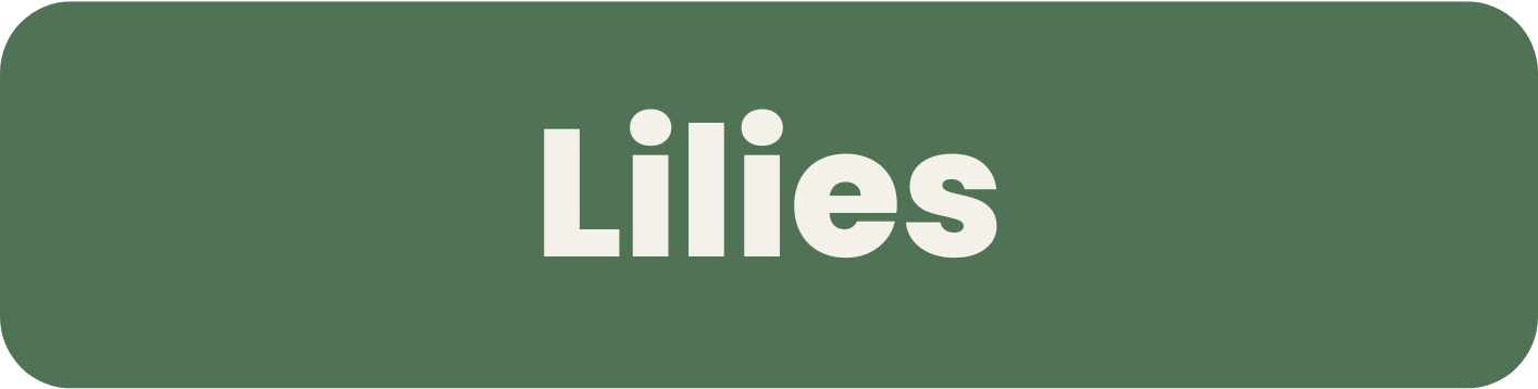 Liliums