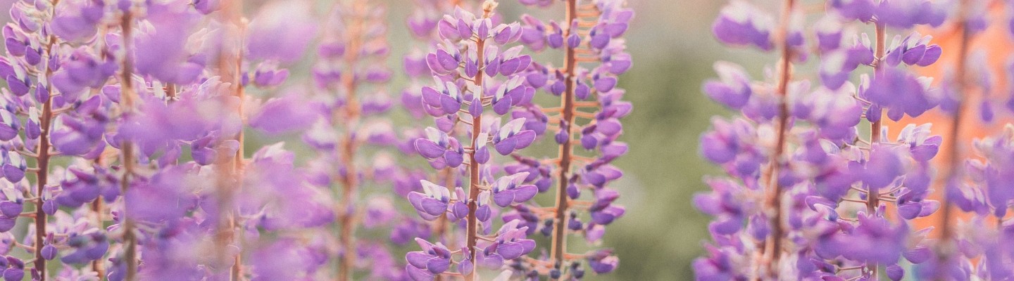 Hyacinthus