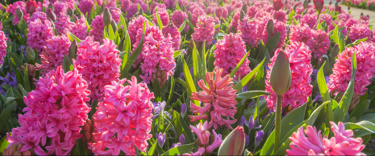 hyacinten keukenhof bewerkt.png?1775030513&focus=20.19 72