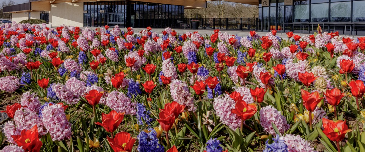tulp hyacinth mix.jpg?1775030512&focus=34.27 89