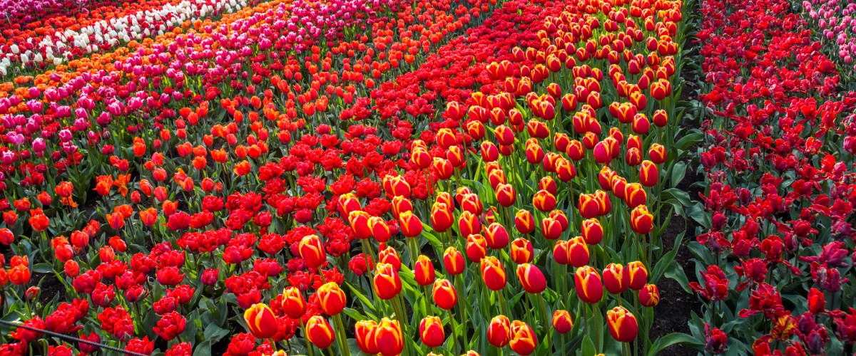 tulpen rood.jpg?1775030511&focus=35.52 77