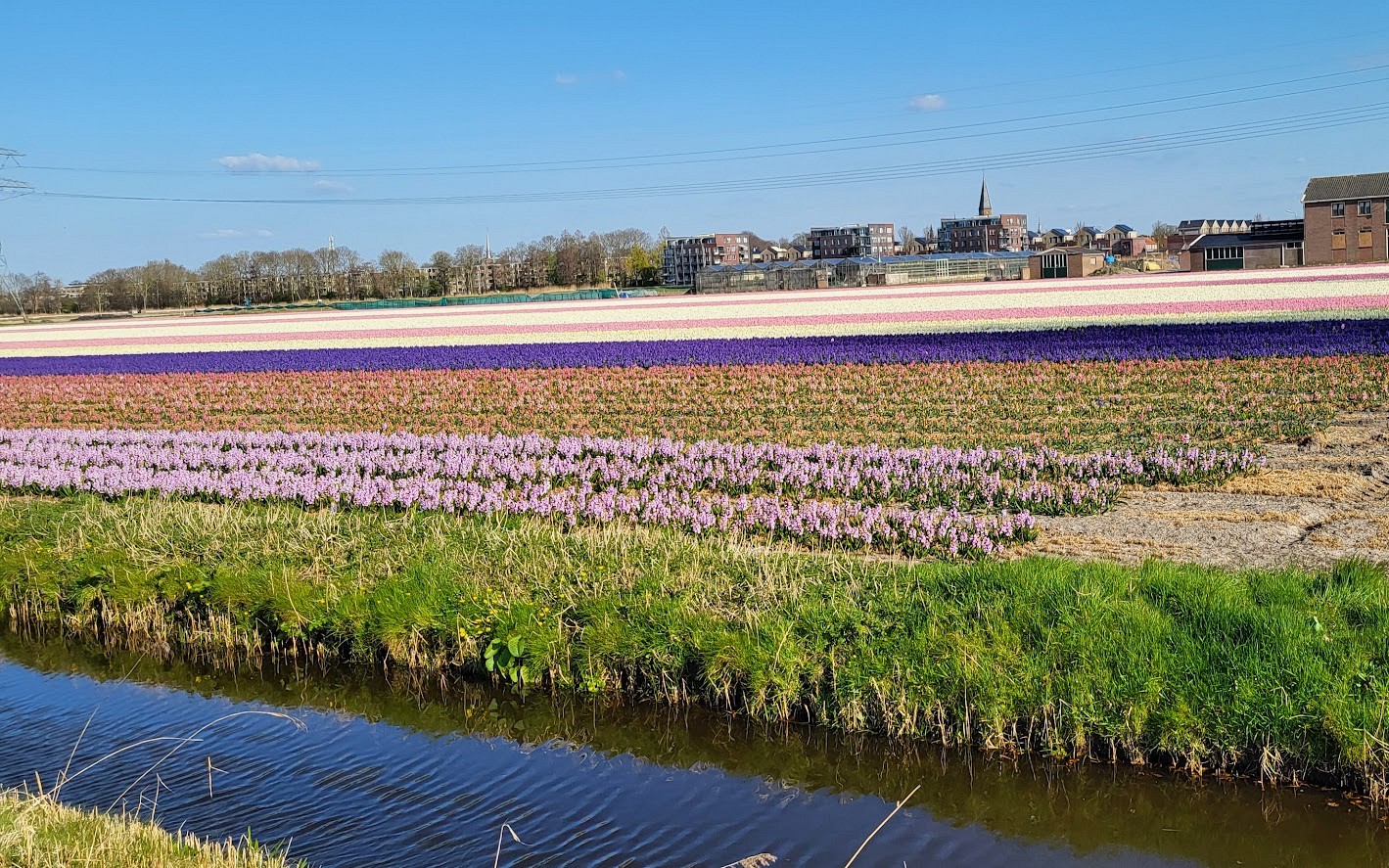 hyacinten veld 20250401 165908.jpg?1775030514&focus=28.75 41