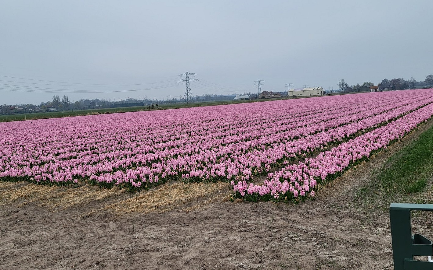 hyacintenveld 20250324 170910.jpg?1775030513&focus=51.82 46