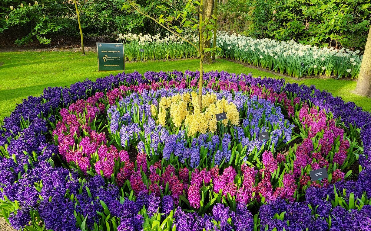 matth verdegaal op keukenhof 20240412 091501