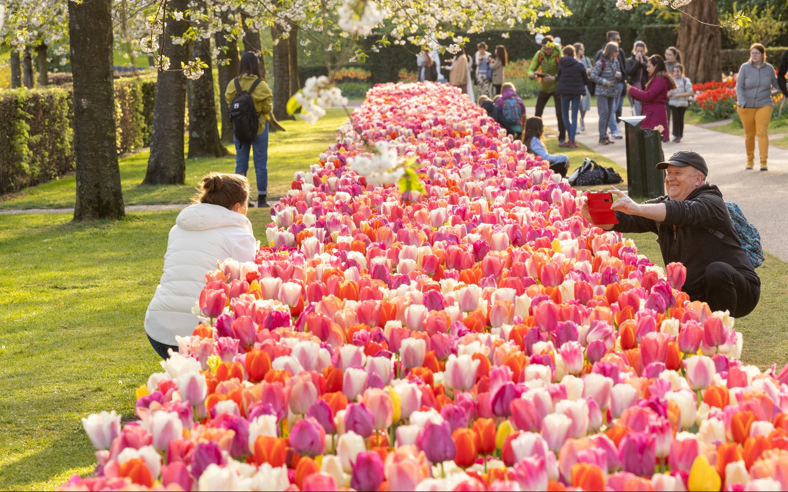 keukenhof roze tulpen.jpg?1775030516&focus=57.48 72