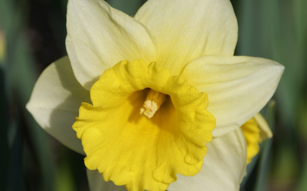 n. rosemore gold