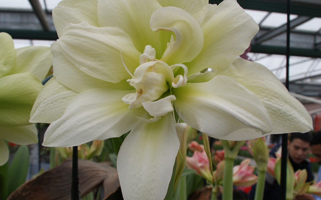 a. marilyn