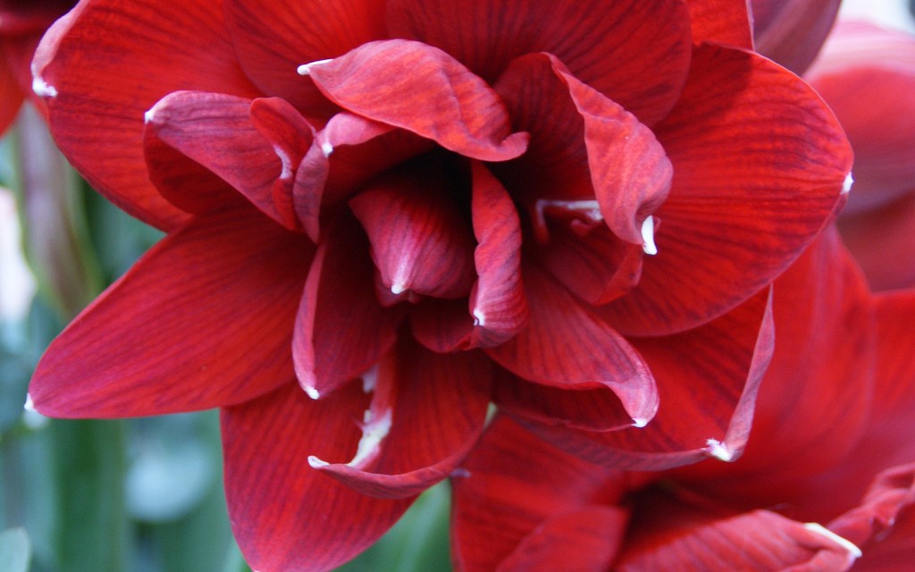 a. red glory