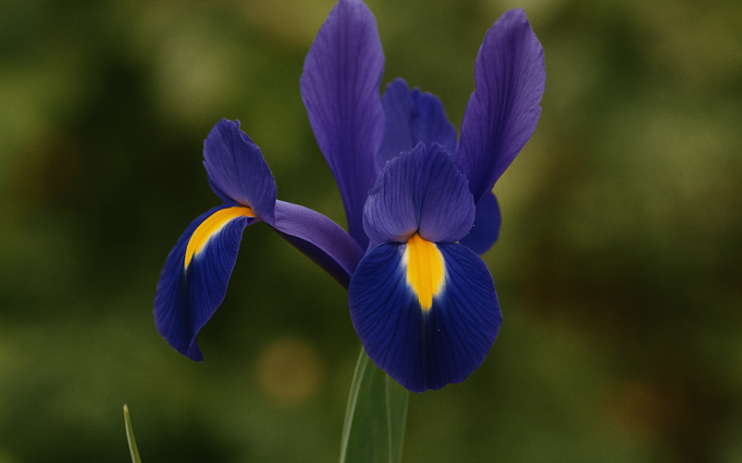 iris hollandica blue magic.png?1775030523&focus=48.26 38