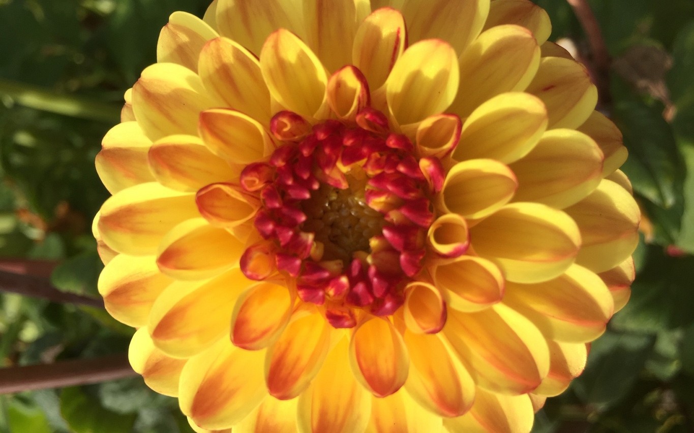 d.bronze queen