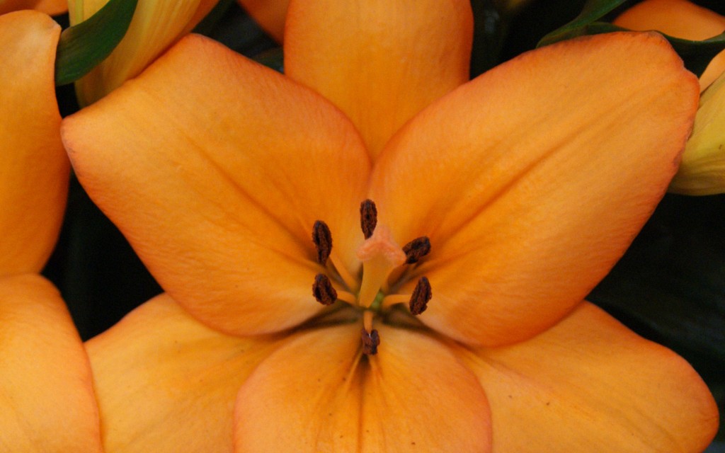 l. pomonte 1 