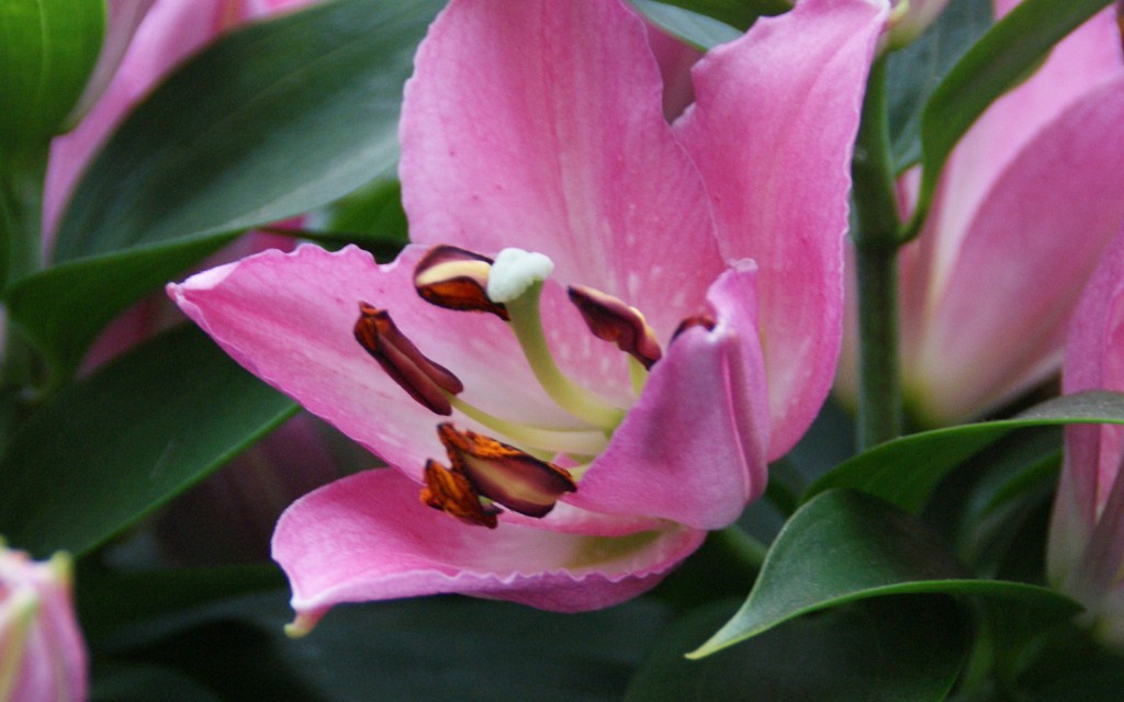l. souvenir roze