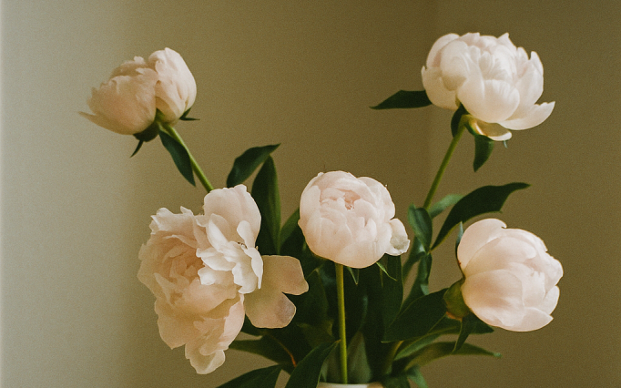 peonies in vase.png?1775030538&focus=53.10 36
