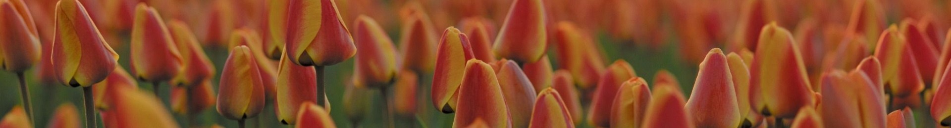 Teylingen Flowerbulbs Holland