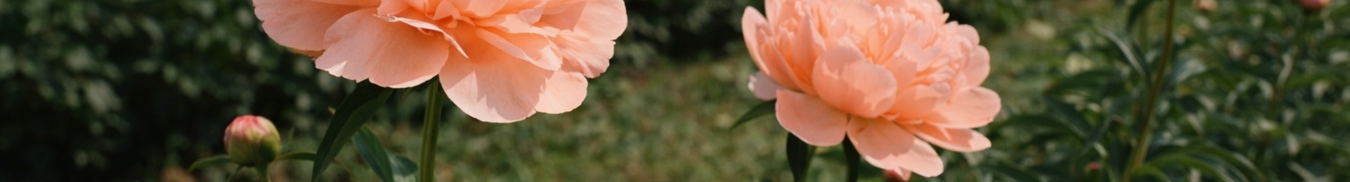 Teylingen Flowerbulbs Holland