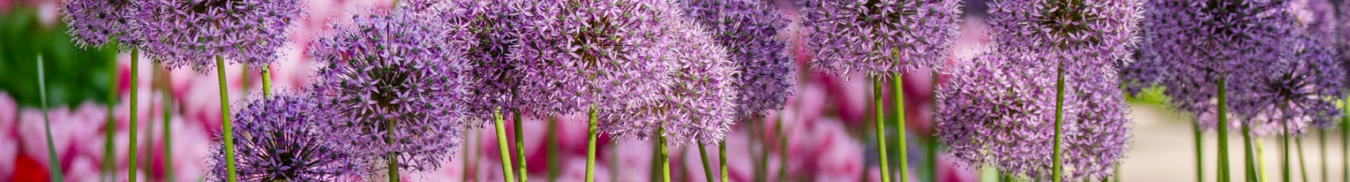 Teylingen Flowerbulbs Holland