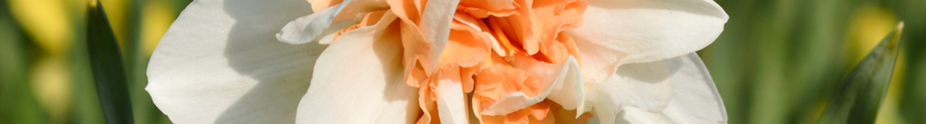 Teylingen Flowerbulbs Holland