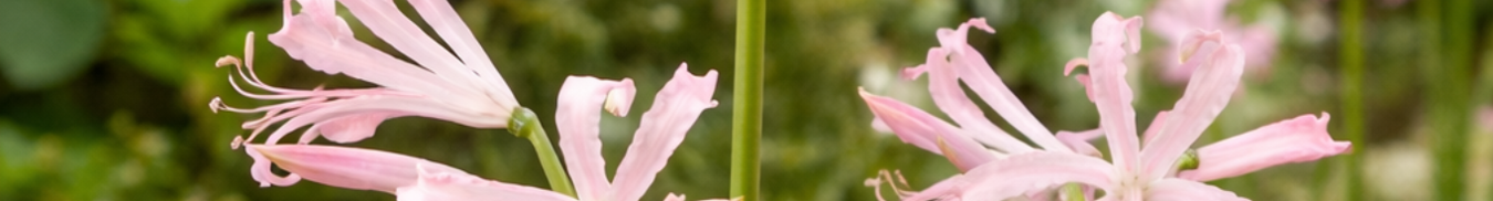 Teylingen Flowerbulbs Holland