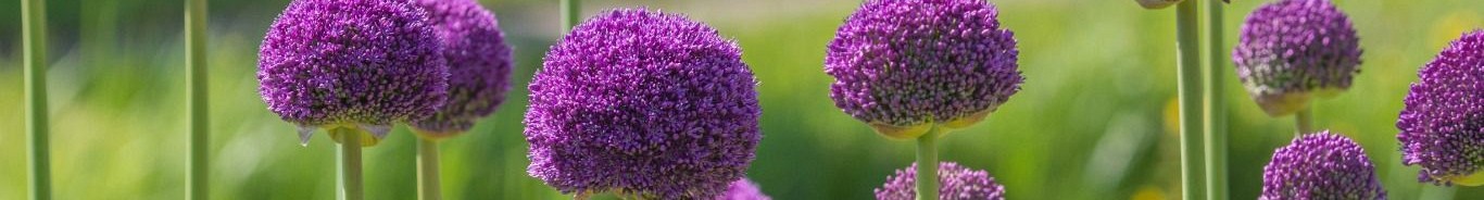 Teylingen Flowerbulbs Holland