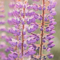 Hyacinthus