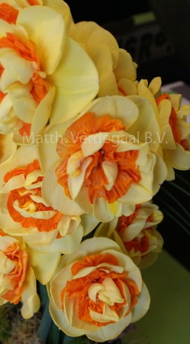 Narcissus Kiwi Sunset