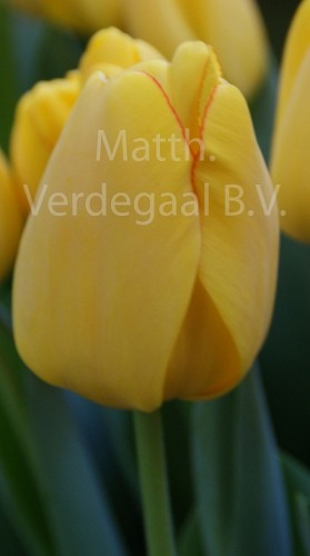 Tulipa Golden Parade