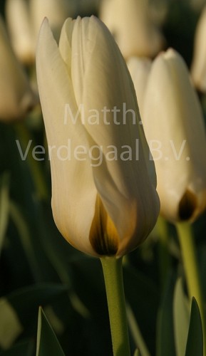 Tulipa Concerto