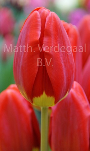 Tulipa Silvia