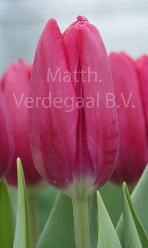 Tulipa Puma