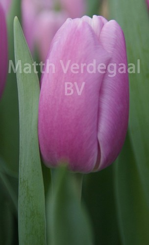 Tulipa Argos