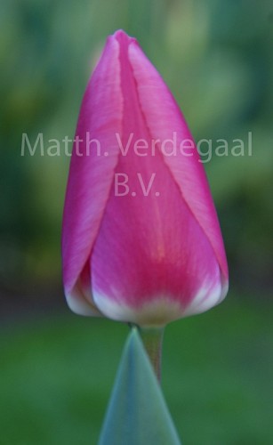 Tulipa Rosy Delight
