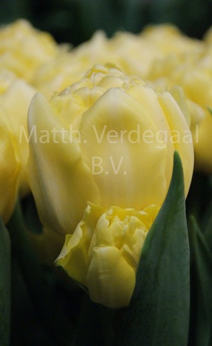 Tulipa Bowl of Beauty