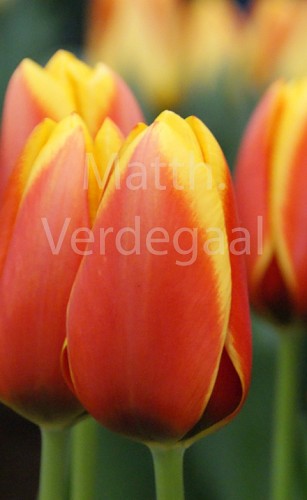Tulipa Dafeng