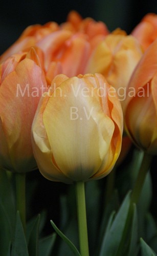 Tulipa Daydream