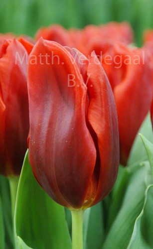 Tulipa Oscar
