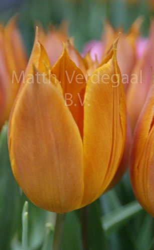 Tulipa Request