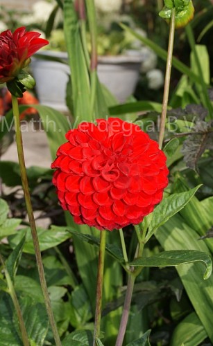 Dahlia Nescio