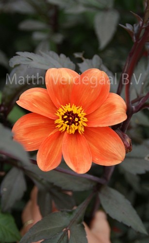 Dahlia Oxford