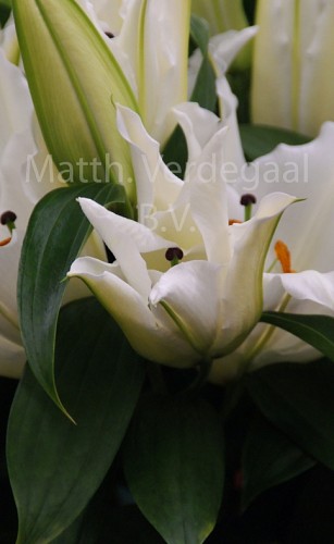 Lilium Premium Blond