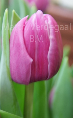 Tulipa Double You