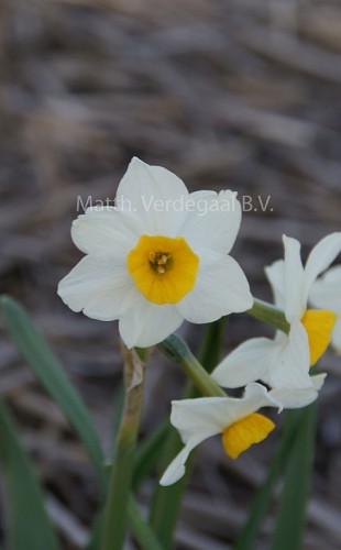 Narcissus Peaches and Cream