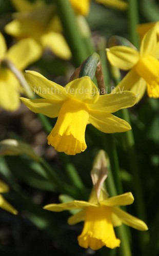 Narcissus Tete a Tete