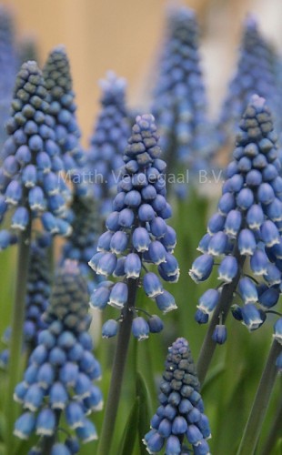 Muscari Blue Mount Lady
