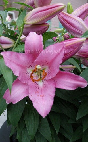 Lilium Faralito