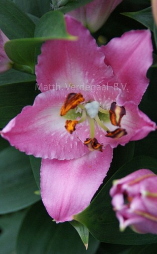 Lilium Souvenir