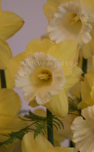 Narcissus Galactic Star
