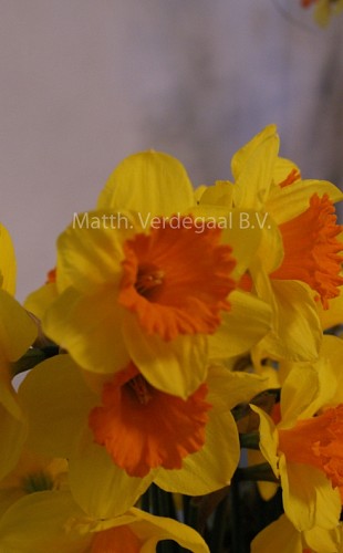Narcissus Pimpernel