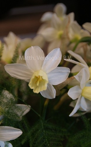 Narcissus Sailboot