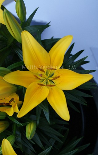 Lilium Asian Tiny Bee