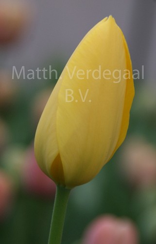 Tulipa Big Smile